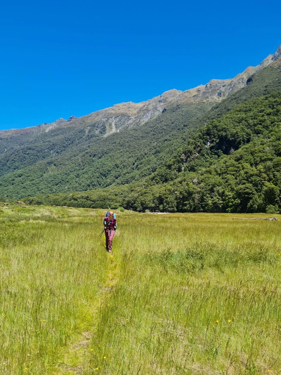 Solo hiker crossing a grassy meadow toward forested mountains, Gillespie Pass Circuit.