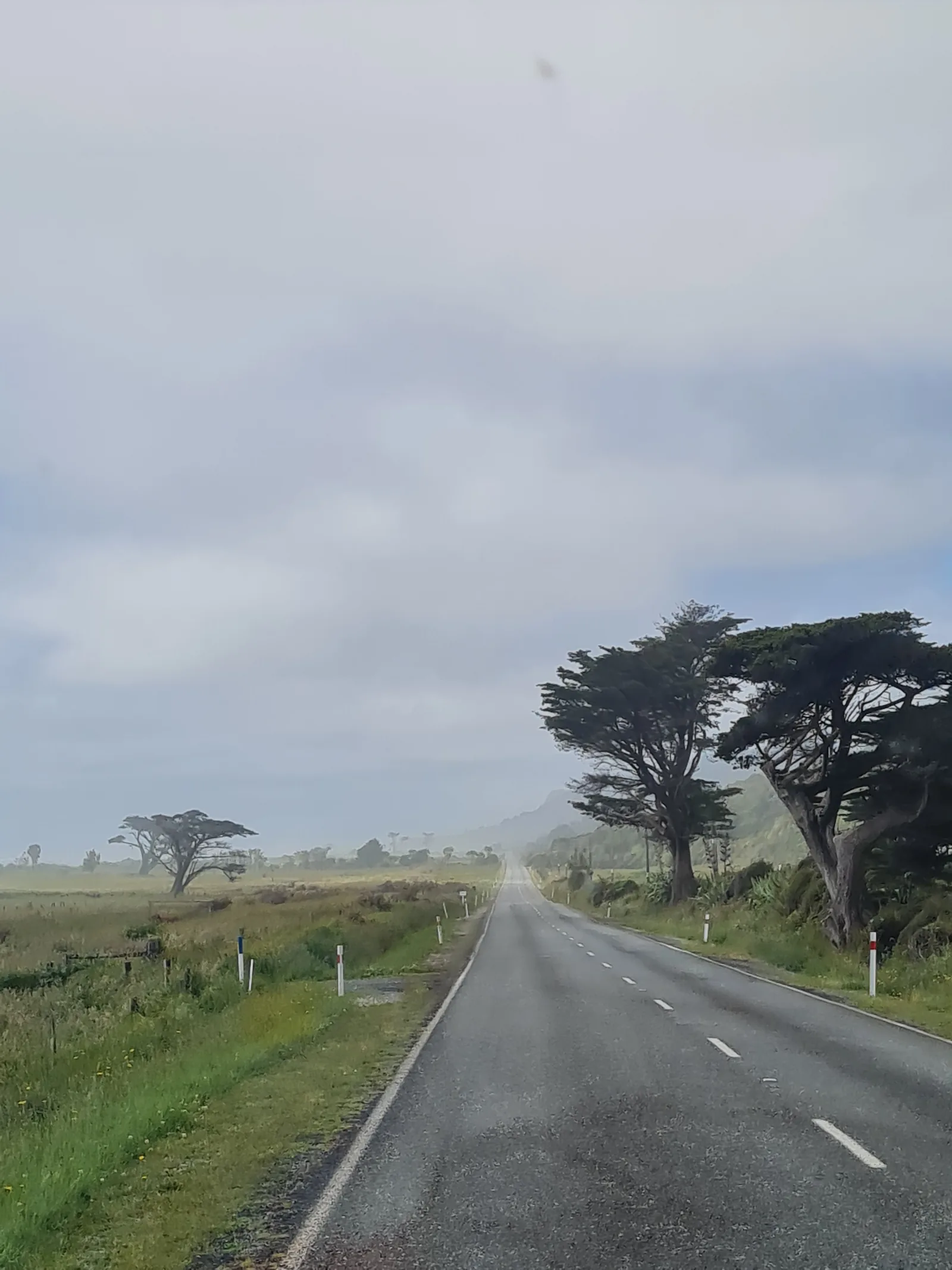 The quiet single-lane road winding through coastal flax and windswept trees toward the remote Kōhaihai trailhead north of Karamea.