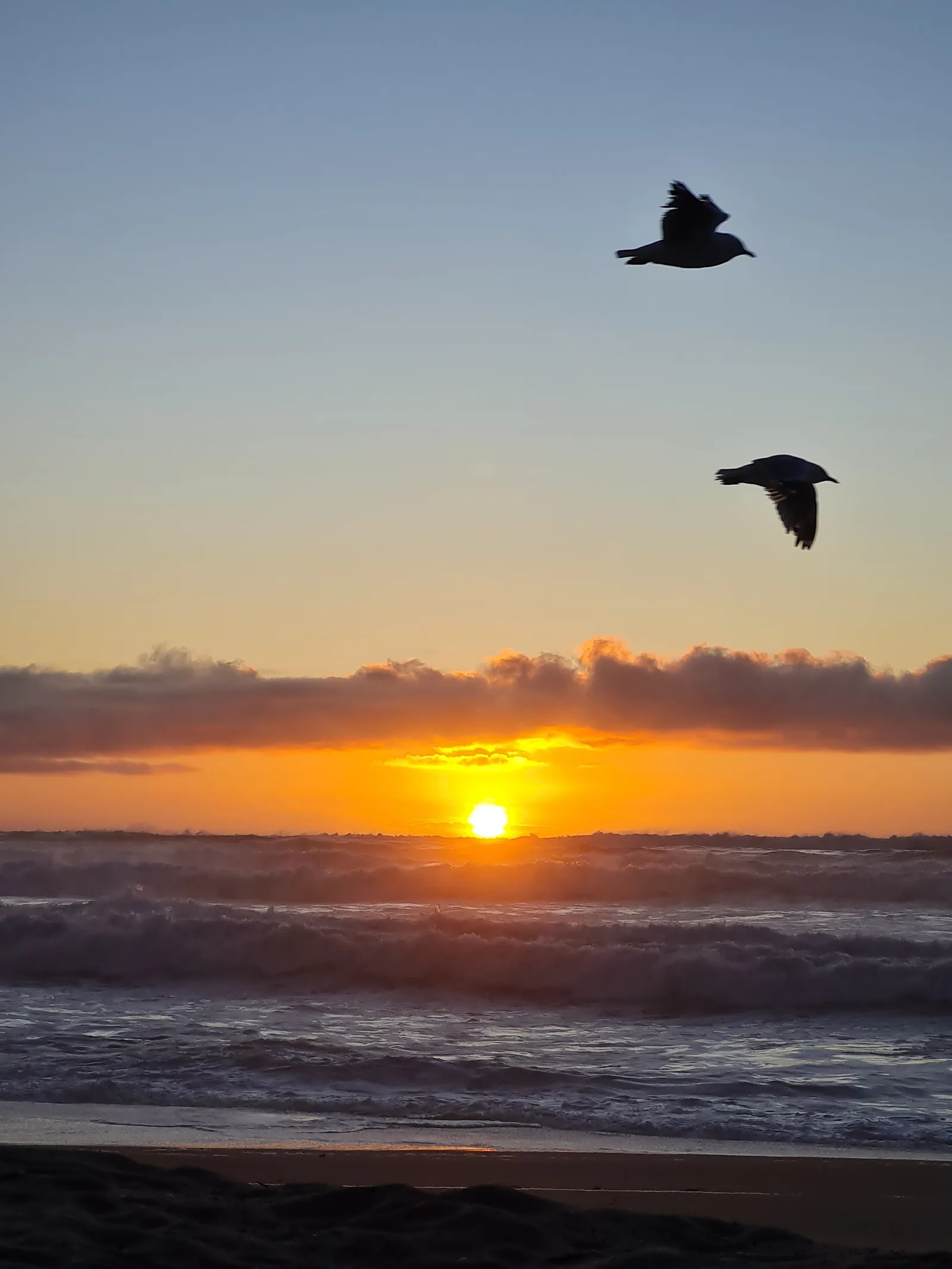 Seabirds banking against the orange twilight glow over rolling breakers on the remote Heaphy coastline.