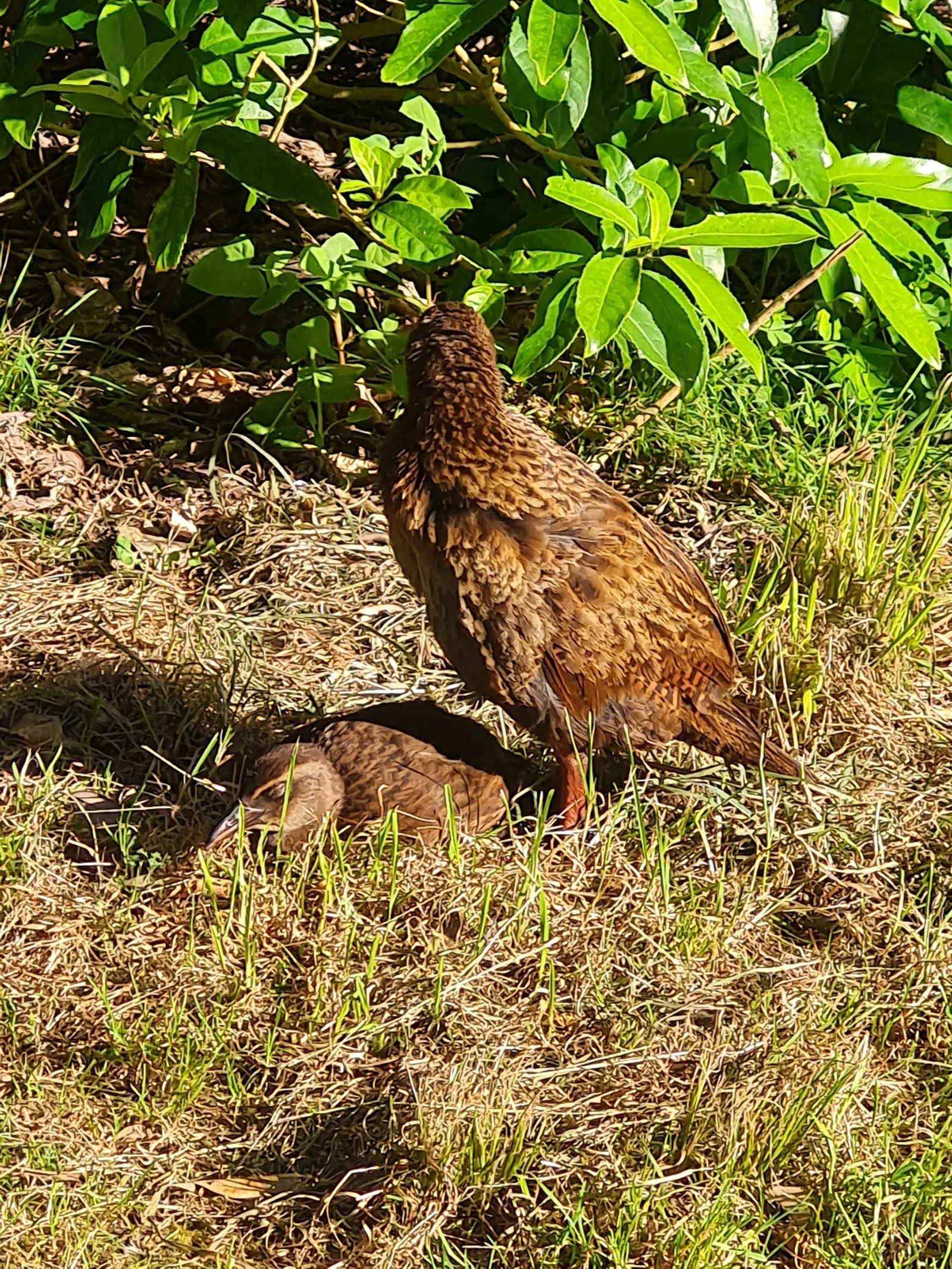A pair of native wekas (Gallirallus australis) in the coastal grass near camp—one preening its dense brown feathers while the other rests quietly in the sun.