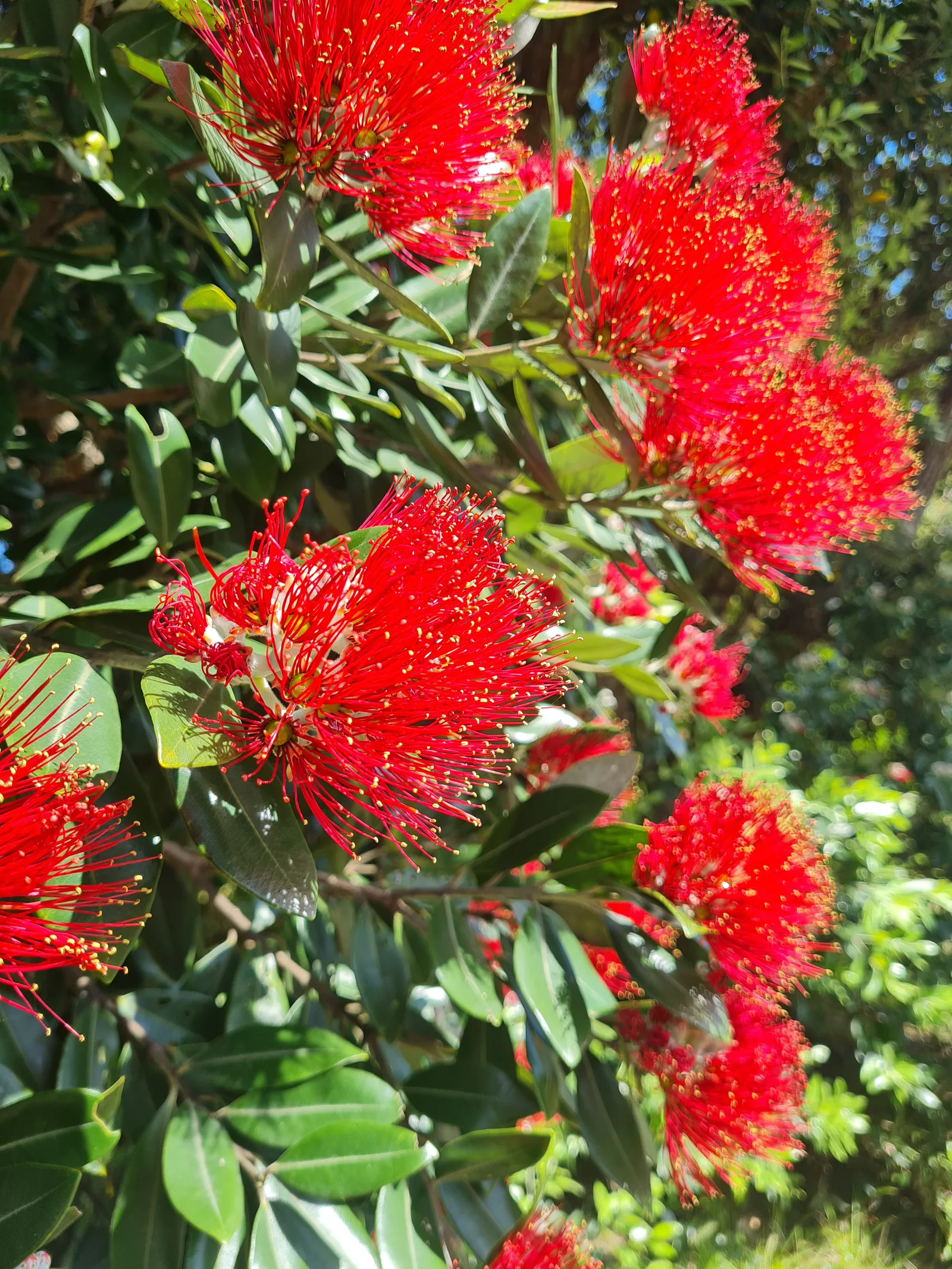Vibrant red stamens of the Southern Rātā (Metrosideros umbellata) in full December bloom along the coastal trail margins.