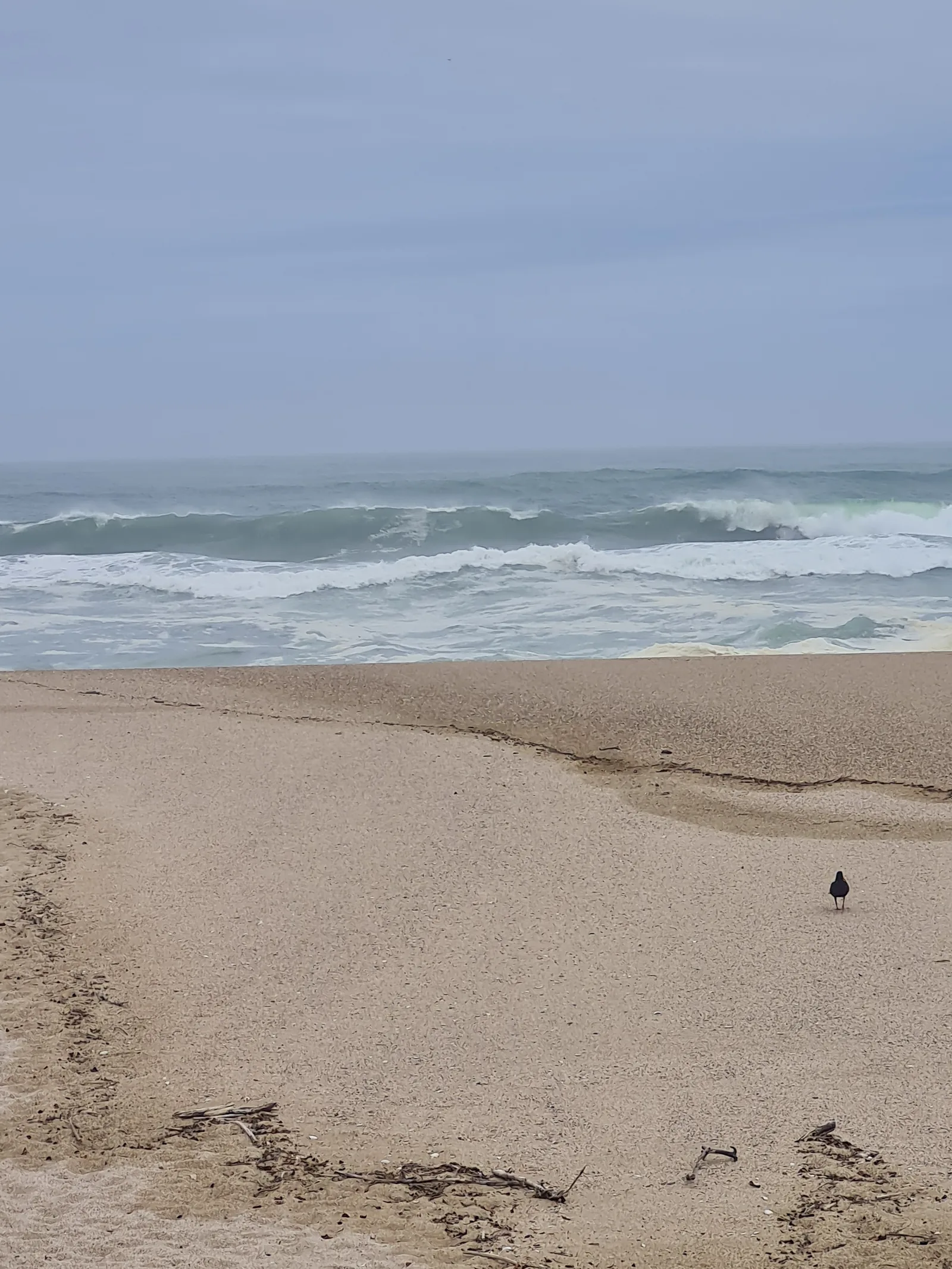 Expansive golden sand spit at low tide with drift logs and a solitary bird facing the distant ocean breakers.