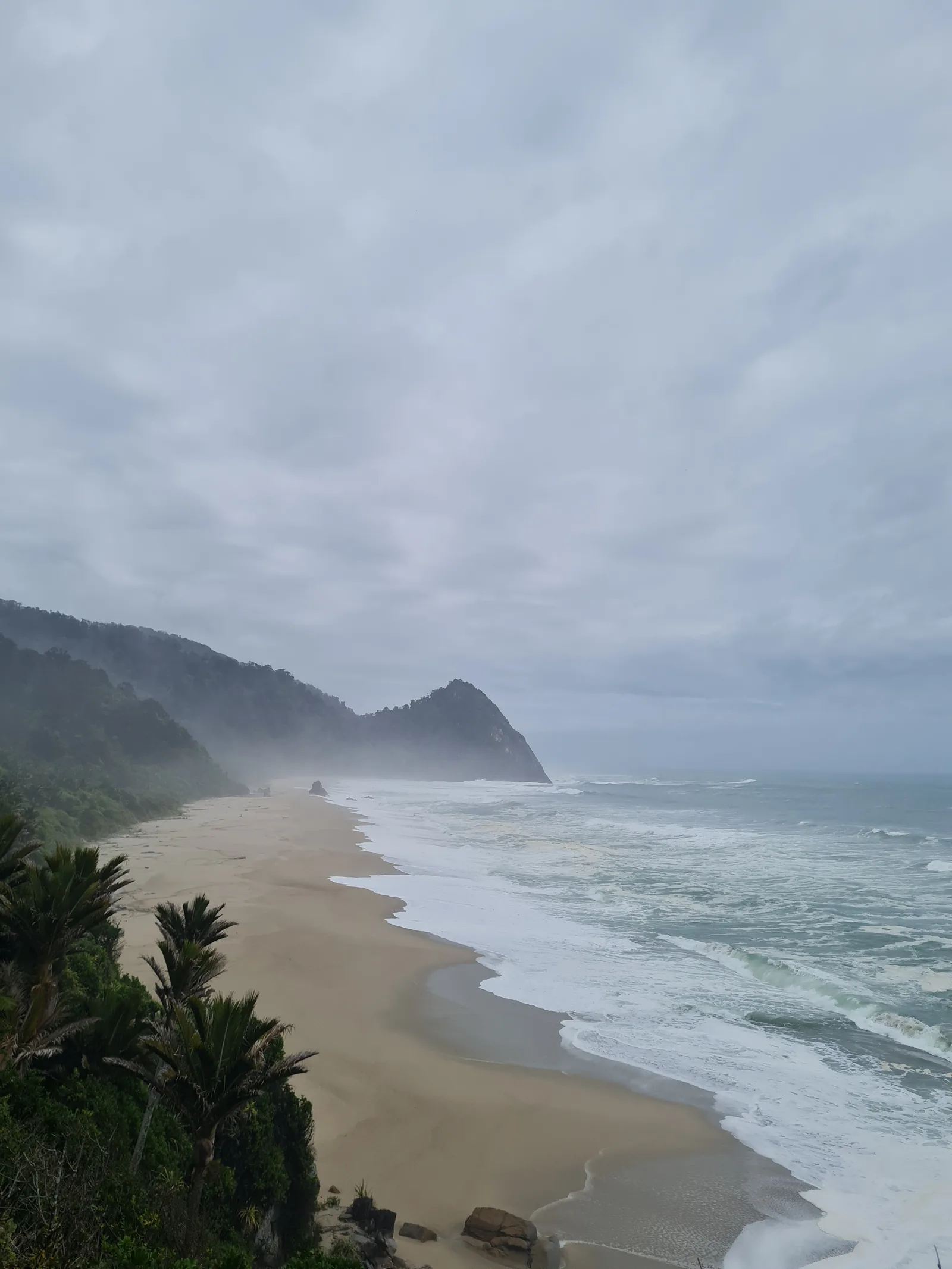 Overlooking the sweeping arc of Scott's Beach from the coastal ridge, where dense groves of Nikau palms meet rolling Tasman Sea surf.