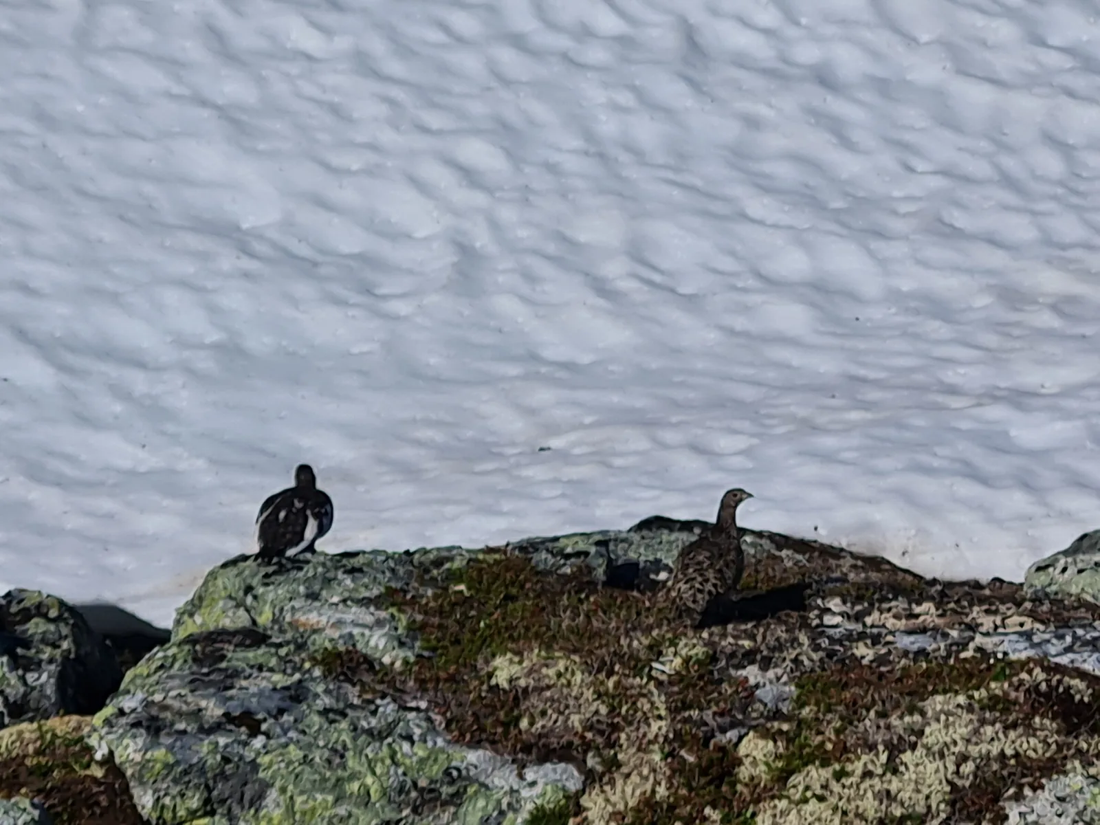 A pair of rock ptarmigans (rype) in summer plumage perched on moss-covered granite before a snowfield.