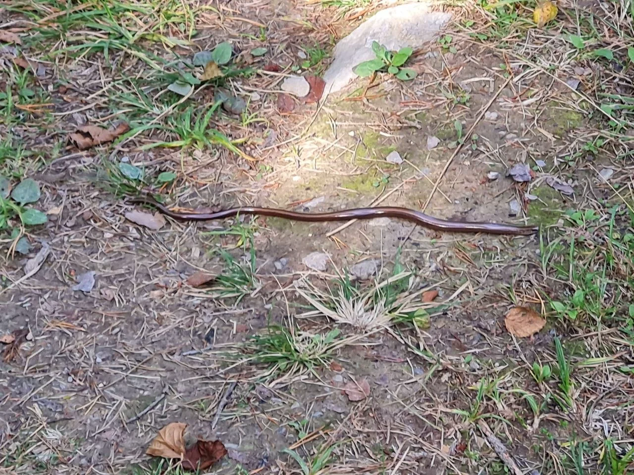 Slowworm on the forest floor