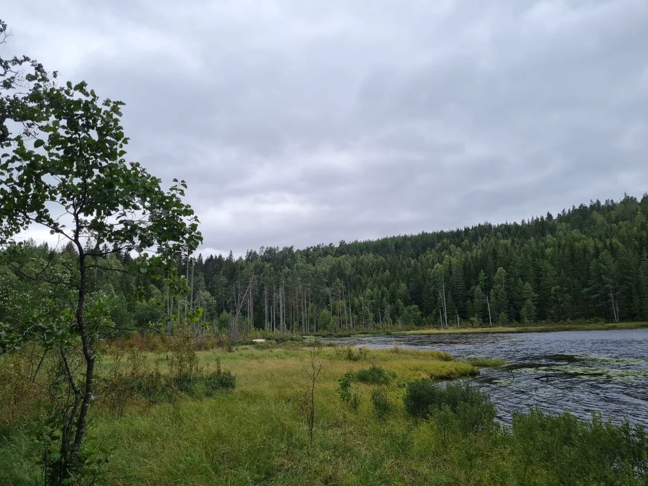 Lakeside with mixed forest