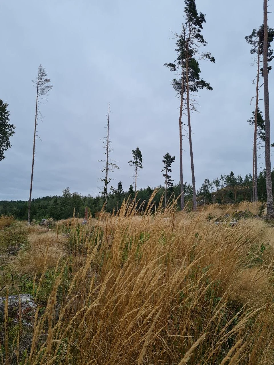 Open landscape with golden grasses