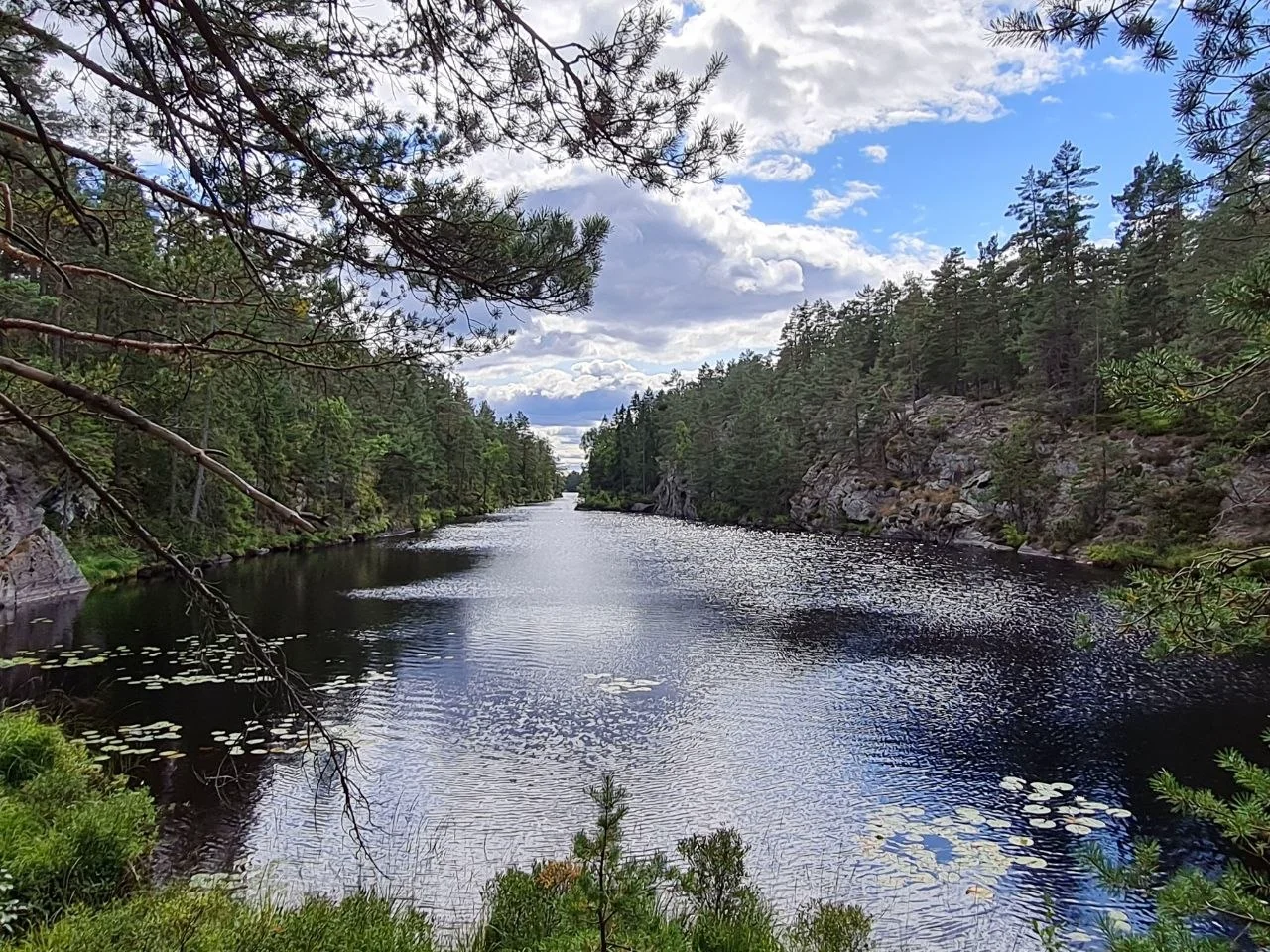 Lake with lily pads and pine forest