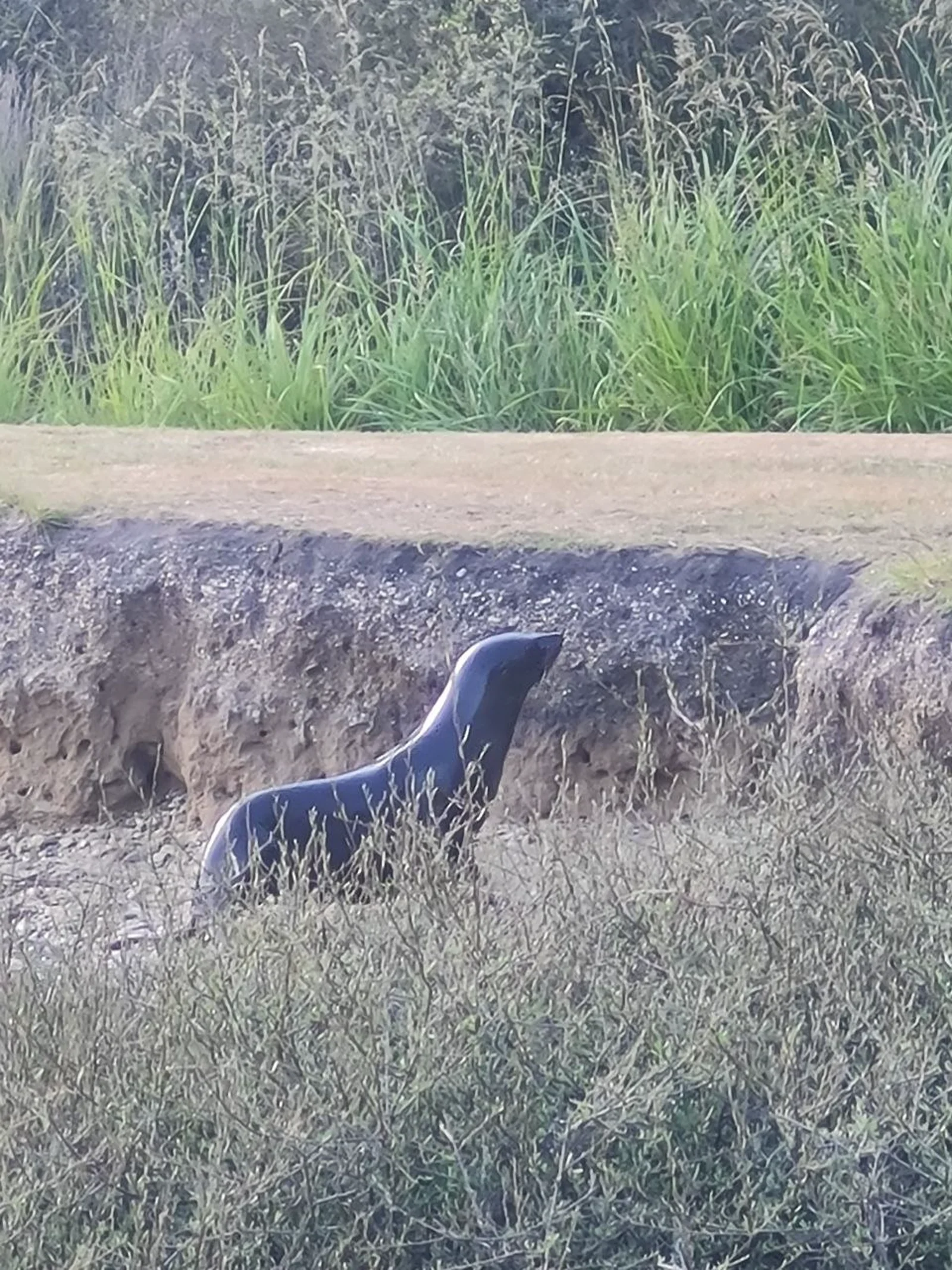 Seal resting near the track in coastal vegetation