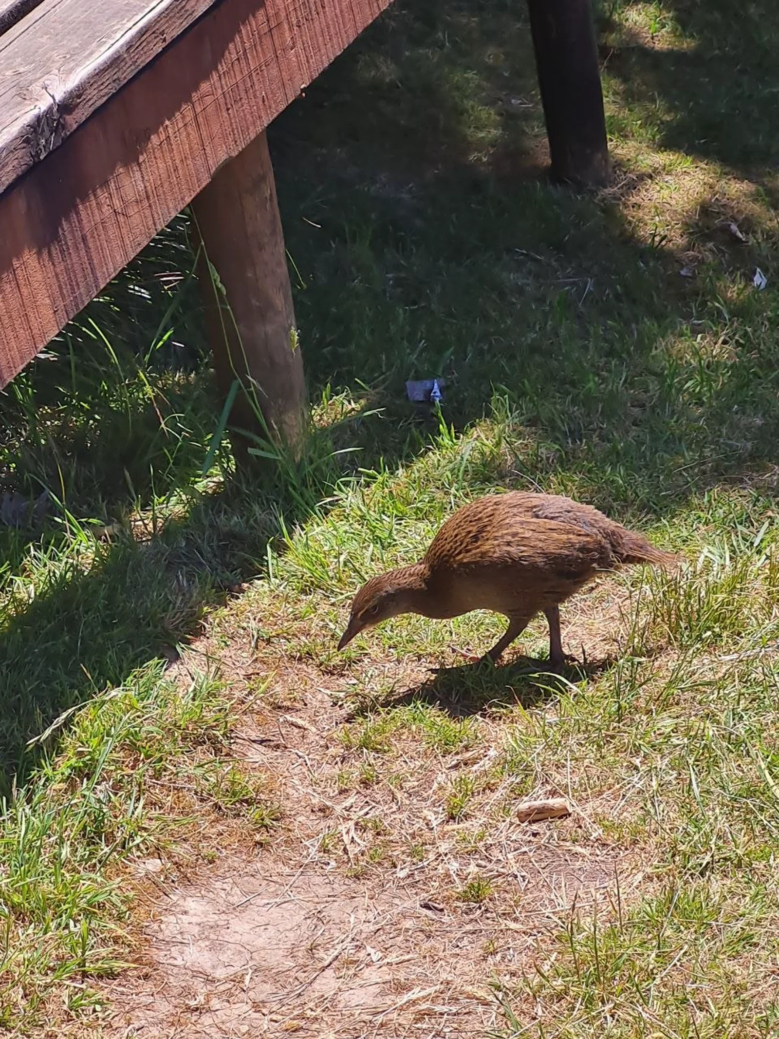 Curious weka foraging near a wooden boardwalk