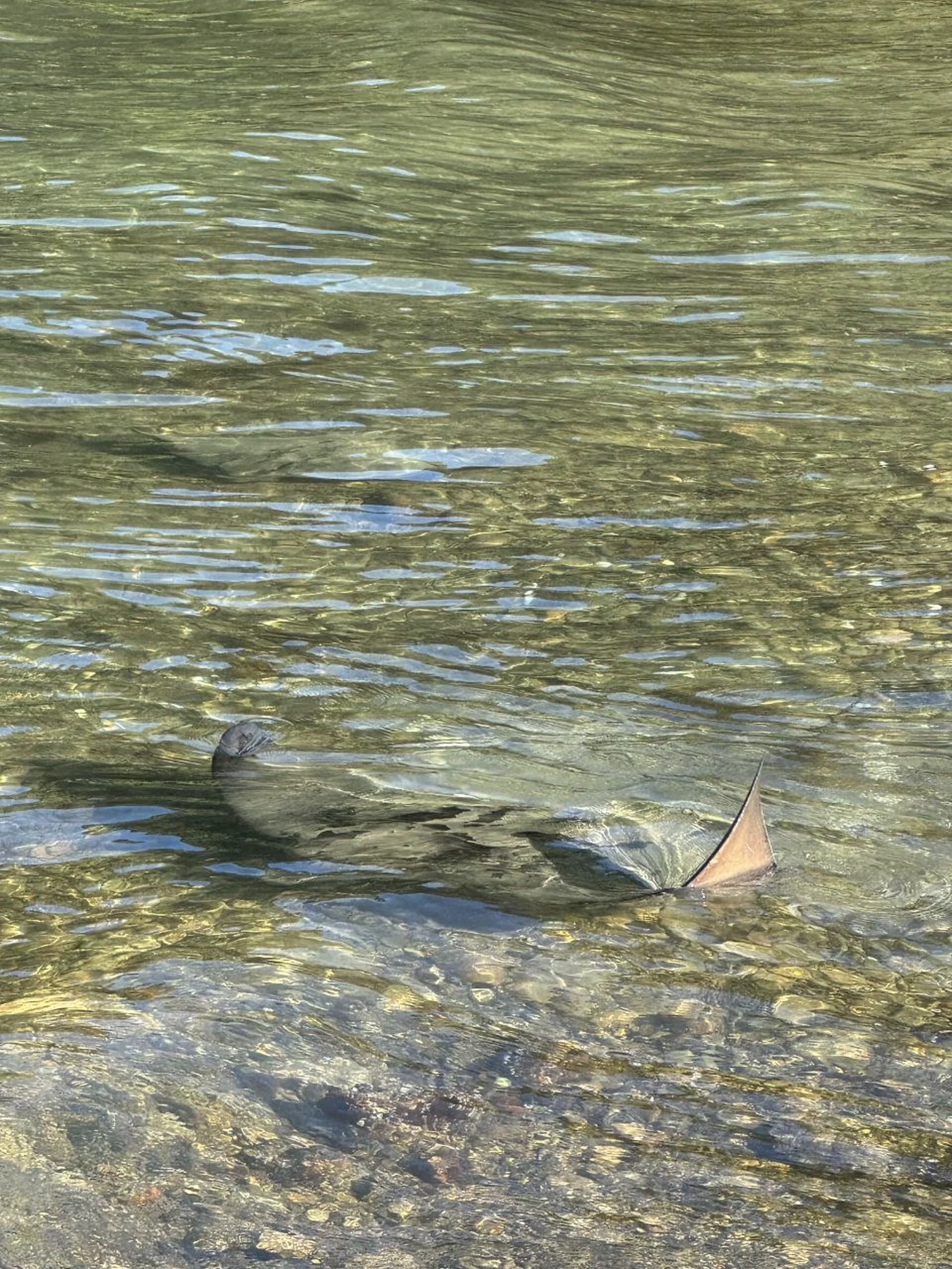 Juvenile eagle rays hunting in shallow bay at dusk near campsite