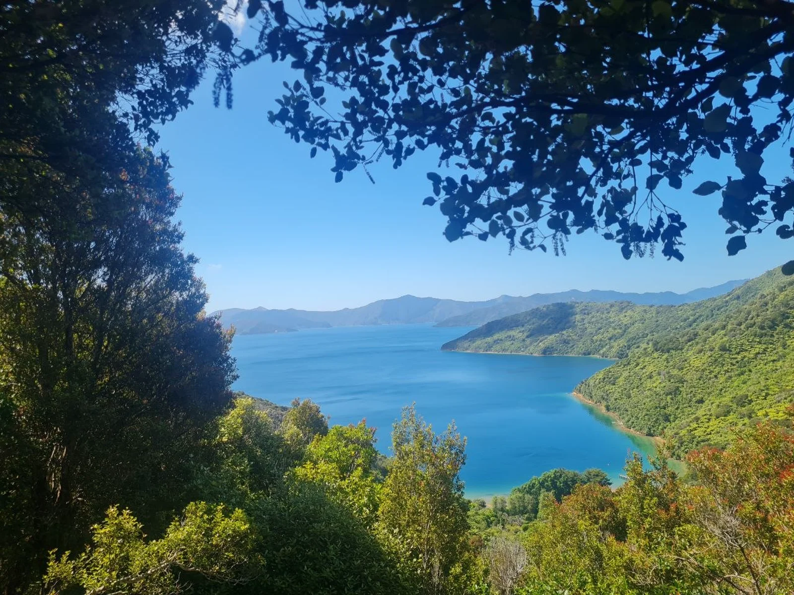 Coastal vista with native forest framing sheltered bay