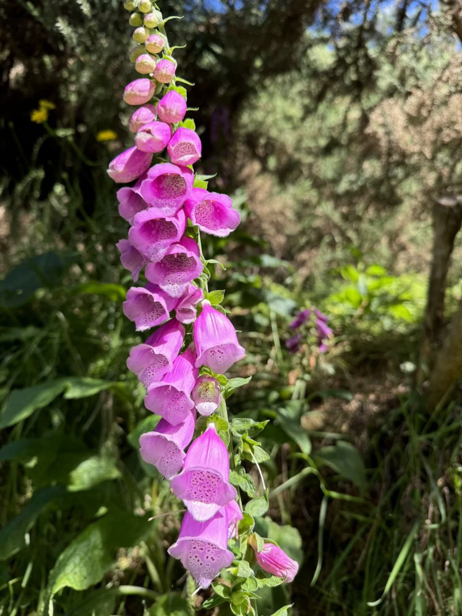 Pink foxglove flowers blooming along the trail