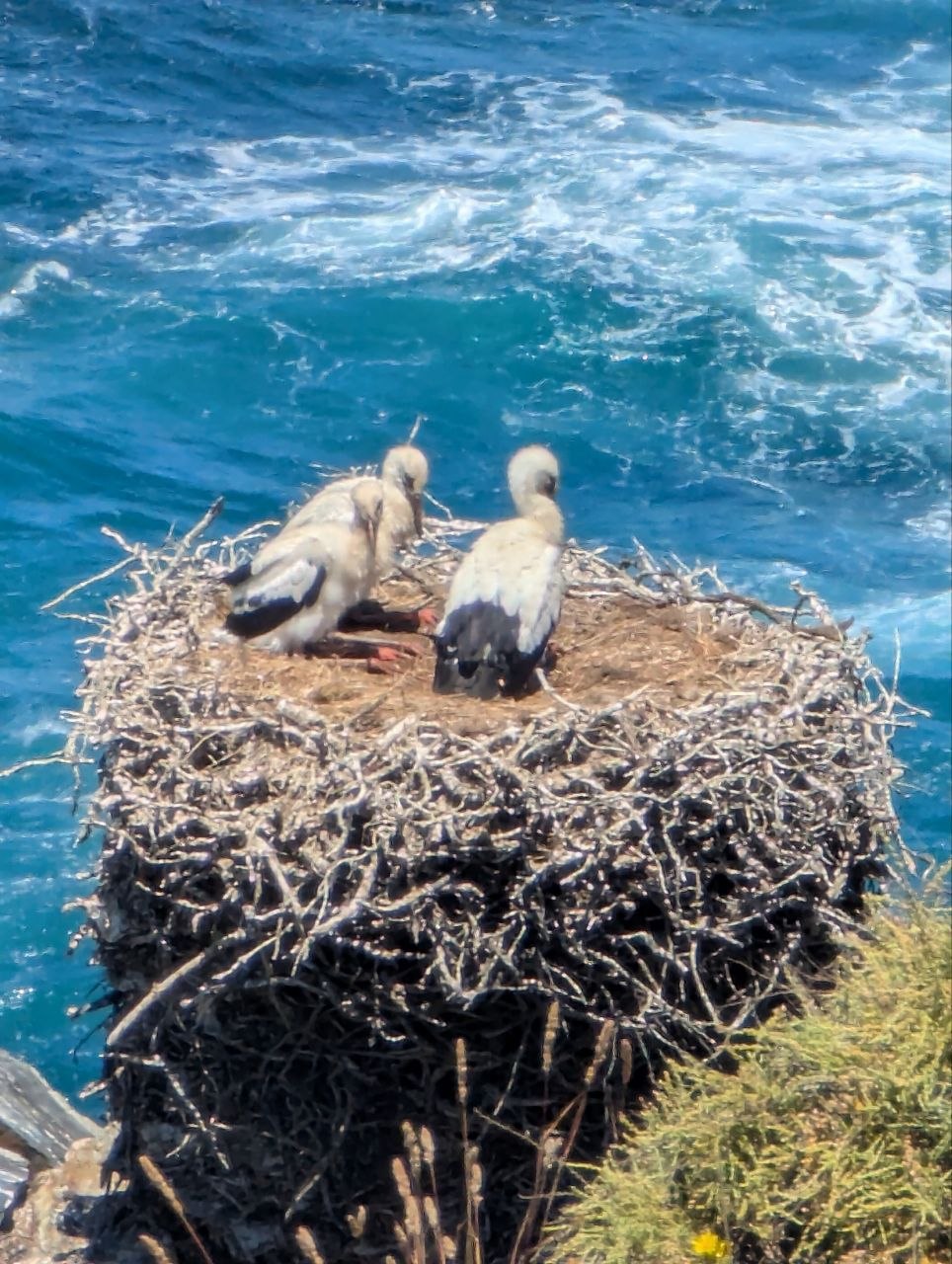 Young storks nesting on coastal cliff by ocean