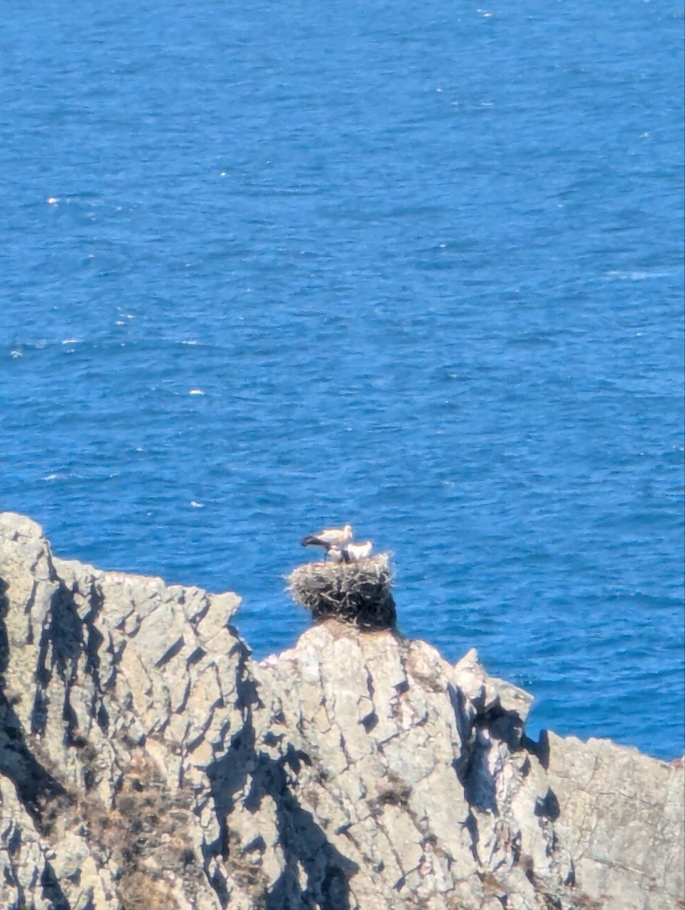 Bird nest on rocky cliff by the Atlantic Ocean