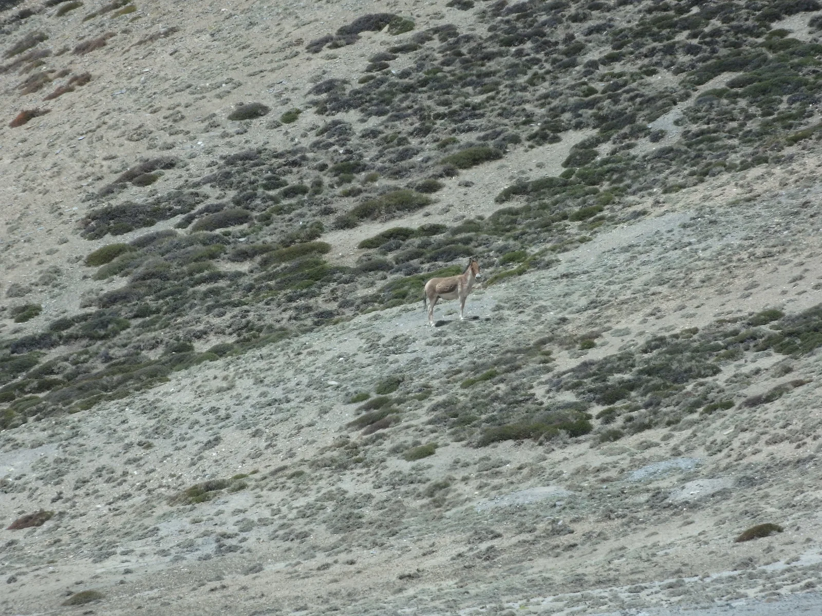 A lone wild Kiang (Tibetan wild ass) standing alert on the steep gravel flank of Mandalchan La.