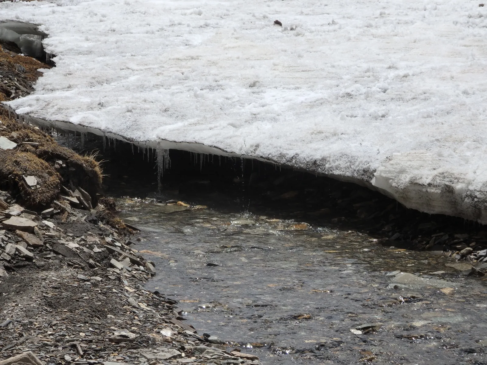 A glacial stream flowing beneath a lingering early-June snow cornice with icicles.