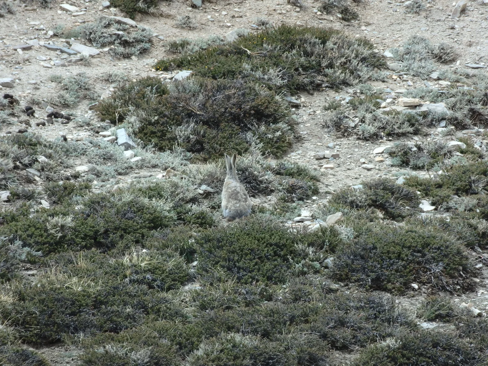 A Tibetan woolly hare blending seamlessly into dwarf juniper and alpine fell scrub above Tisaling.