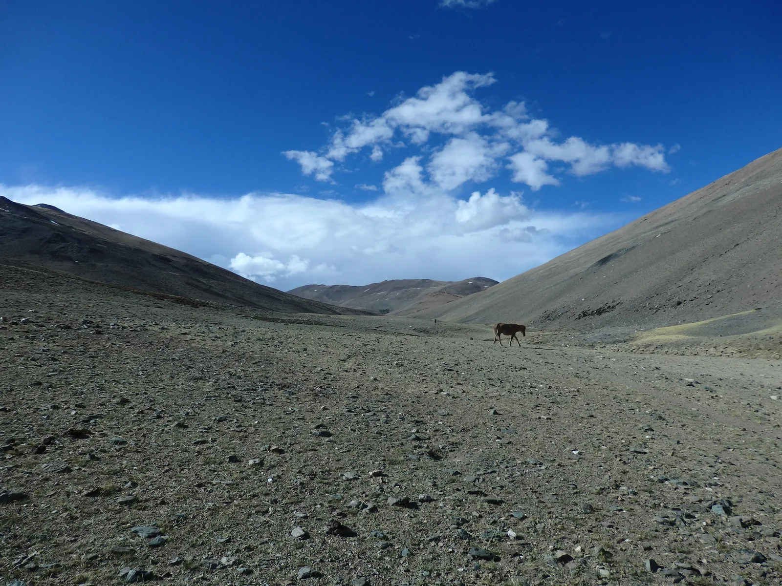 A solitary horse grazing on the expansive desert plateau of Pongunagu beneath a deep blue sky.