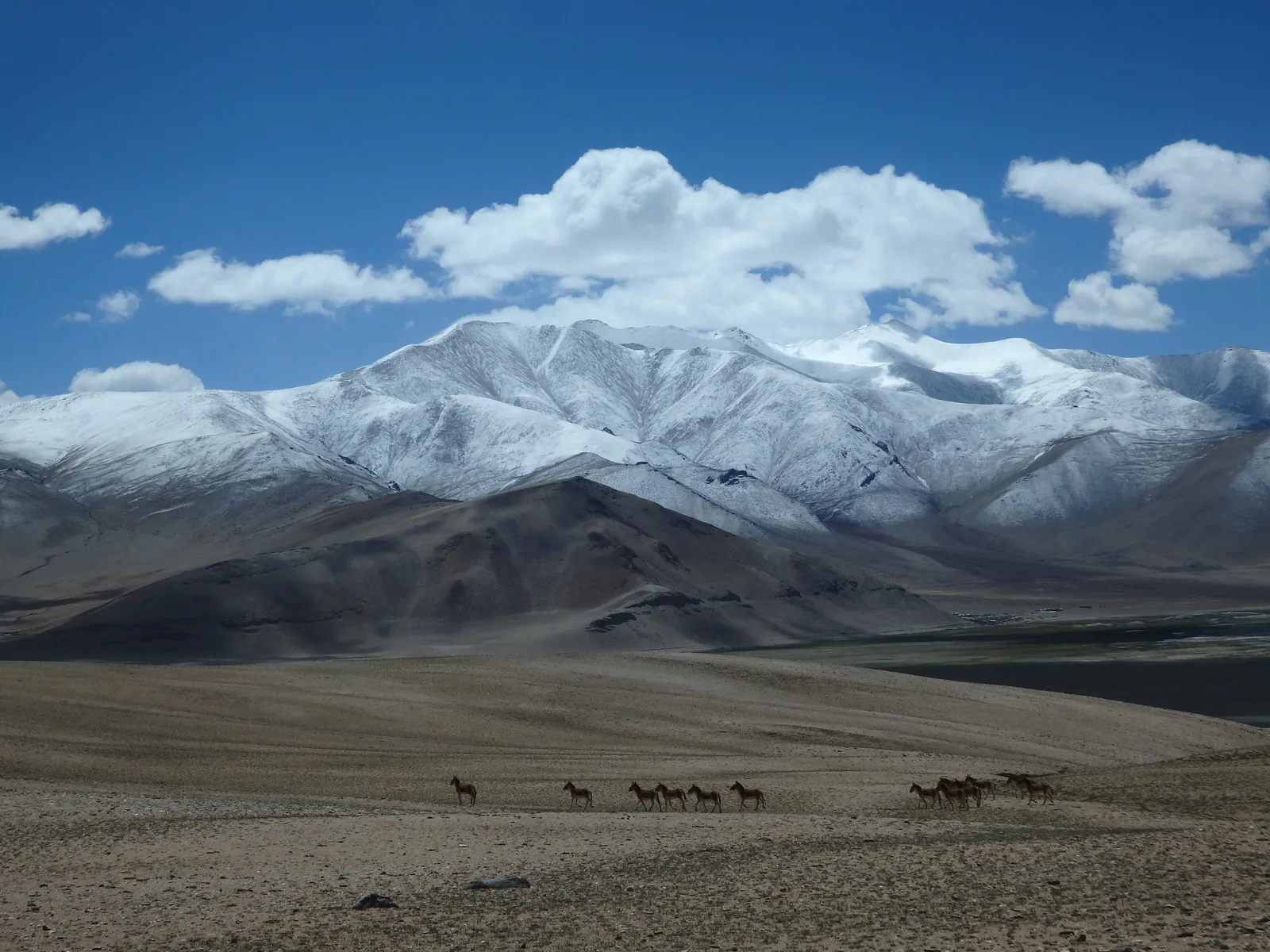 A herd of wild Kiangs galloping across the desert sand ridge against glaciated Himalayan peaks.