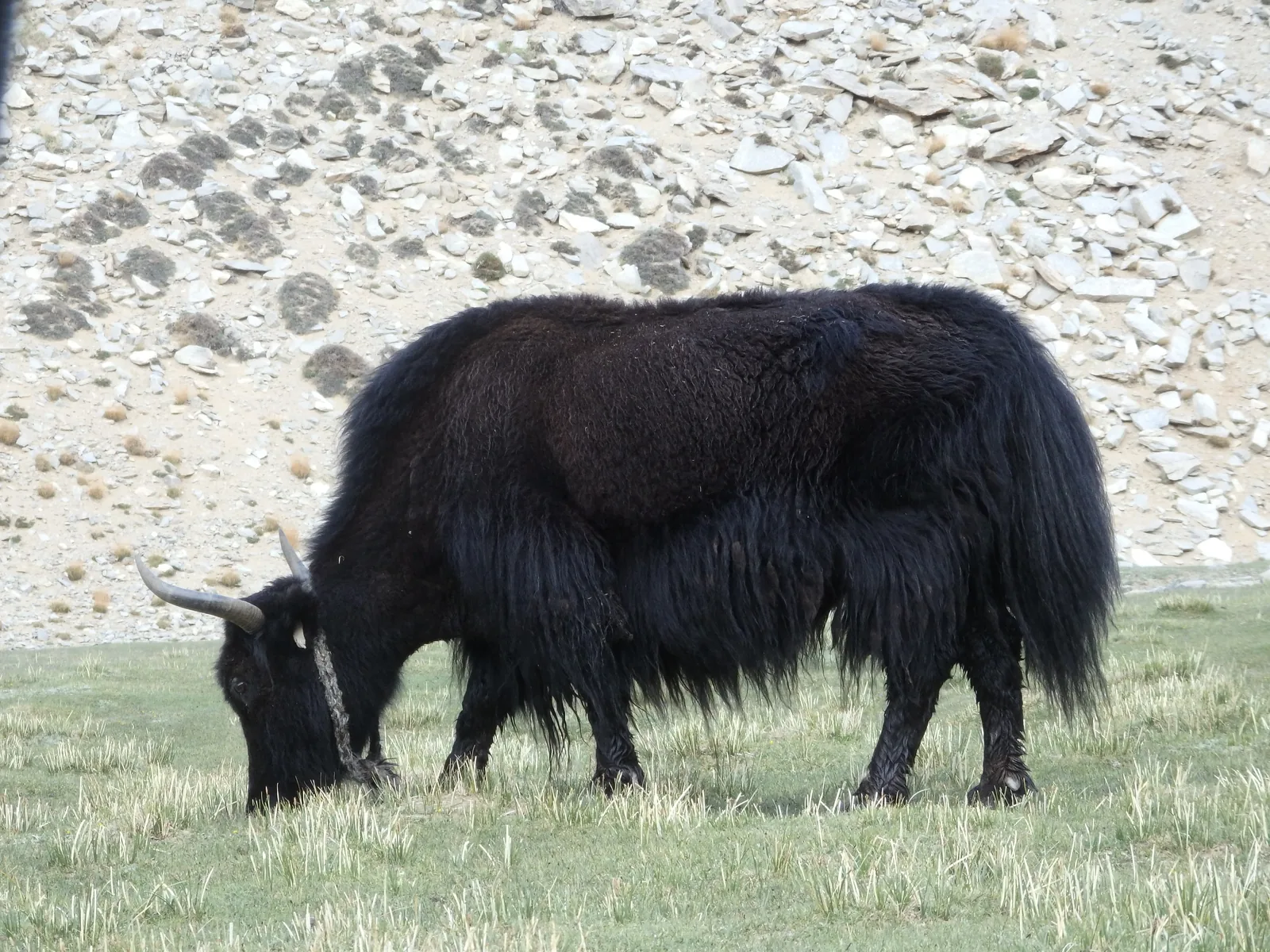 A magnificent shaggy black Tibetan yak bull grazing on high-altitude turf near Korzok.