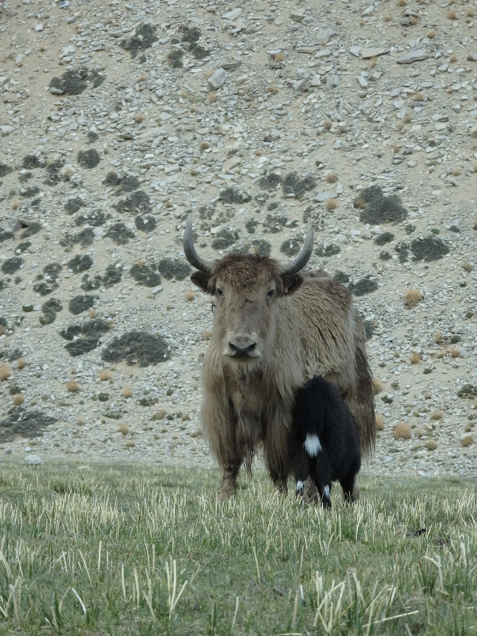 A Tibetan yak mother standing protectively over her nursing black calf on the lakeshore pastures.