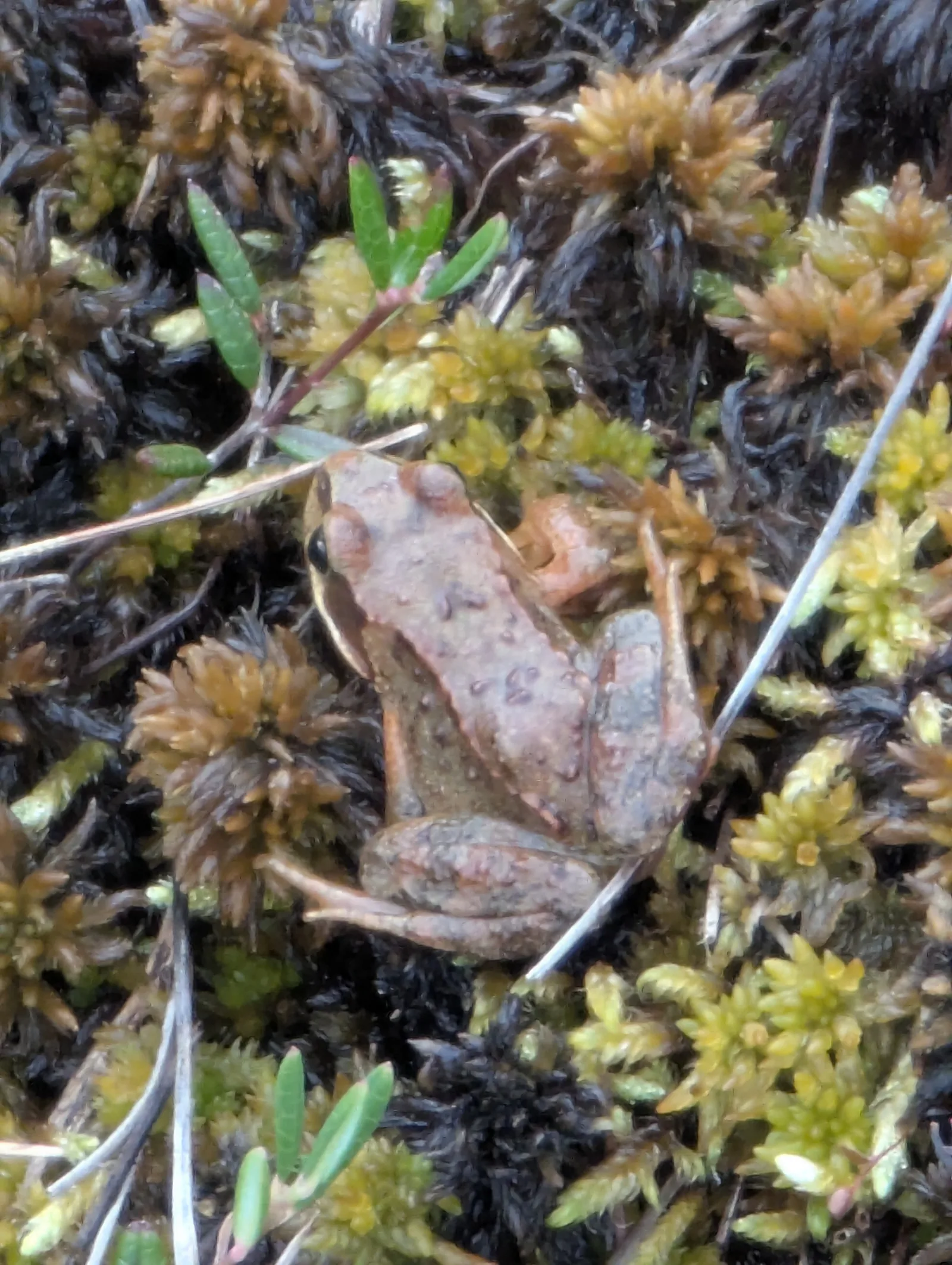 A common frog blending into wet sphagnum moss at 848 m during the morning climb out of Torvedalen on Day 8.