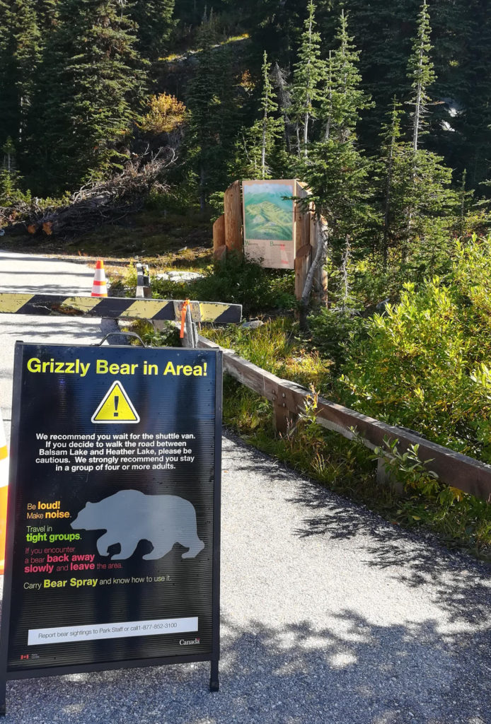 Grizzly bear warning sign