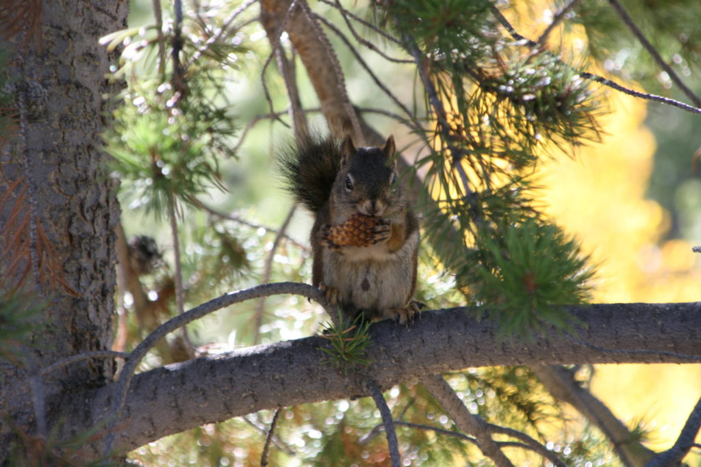 Fairy Falls Trail: Squirrel on tree eating a nut