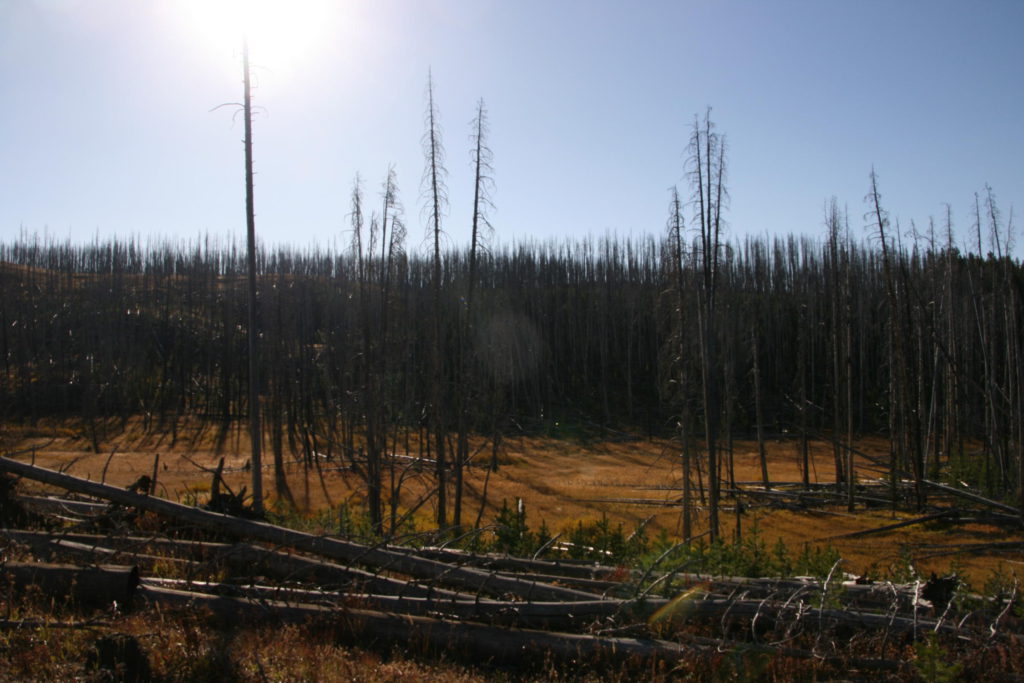 Avalanche Peak Trail: View from trail